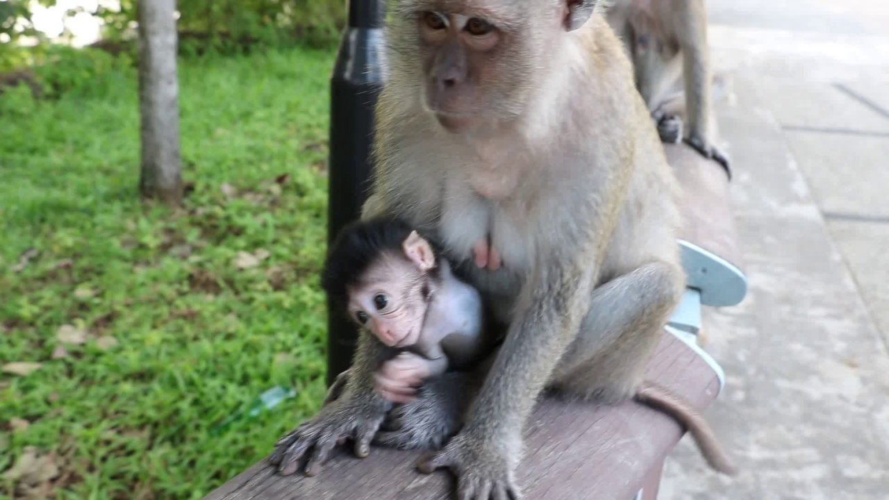 这只猴子太可爱了，妈妈的爱太大了！