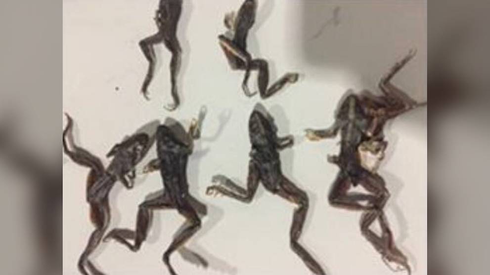 Woman fined S$10,000 for illegally importing dried frogs into Singapore