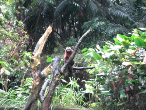 新加坡动物园会摆pose的棕色卷尾猴，也太可爱了吧！