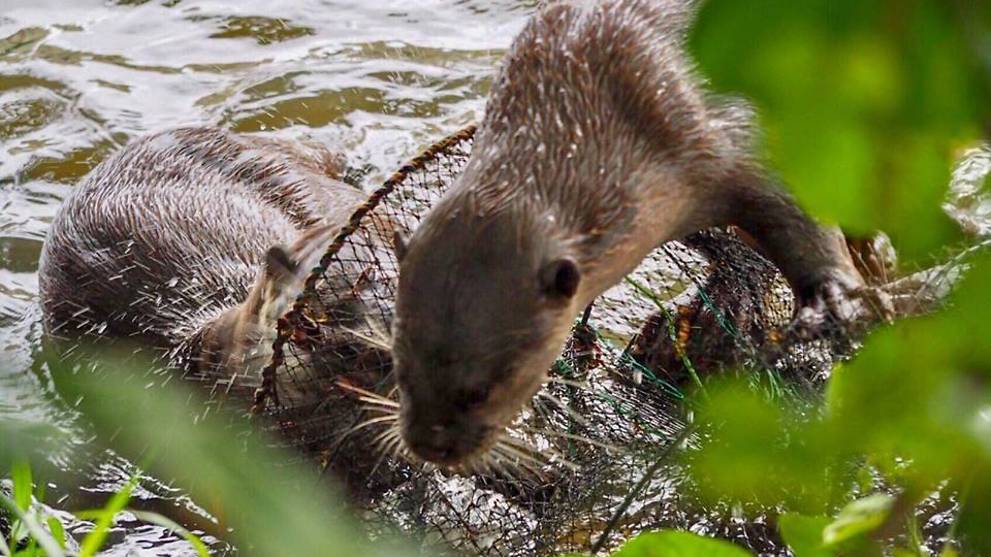 Cage trap found near otters' habitat in Marina Reservoir; PUB appeals for witnesses