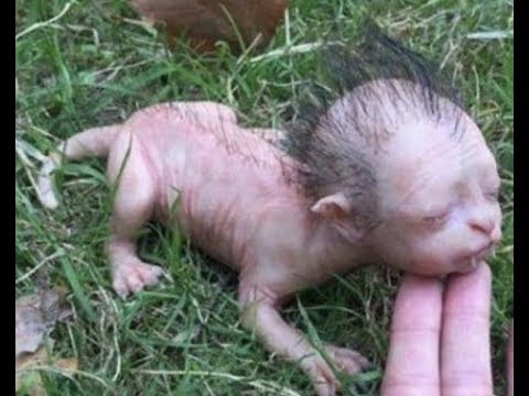 Malaysians in panic after discovery of werewolf baby