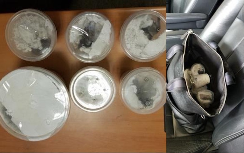 ICA busts man who tried to smuggle in 6 tarantulas; AVA finds 92 more in his residence