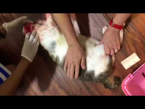 See how this cat suffers at human hands!