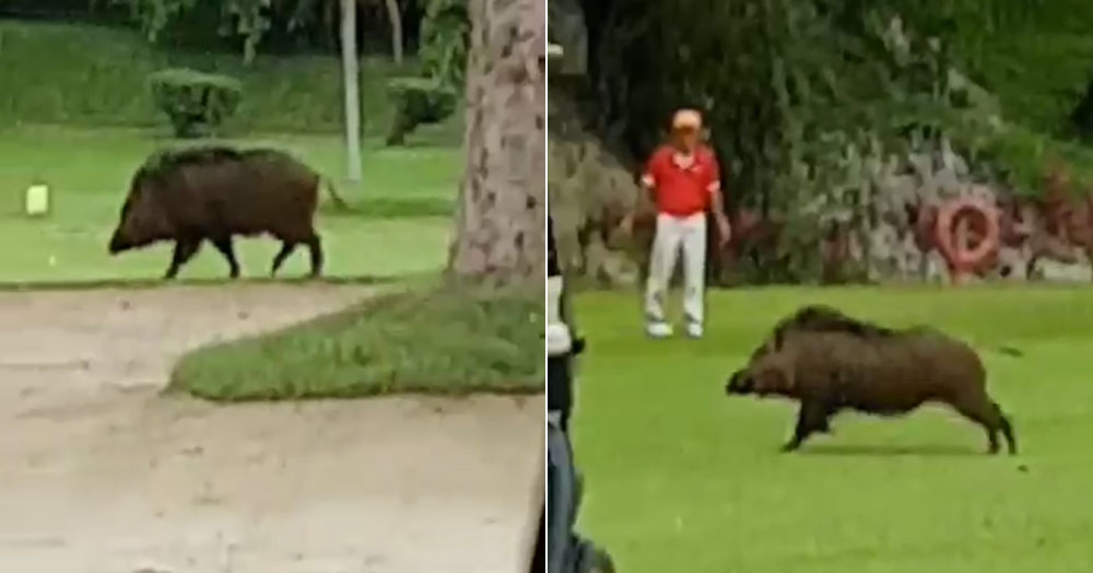 Huge wild boar seen running across golf course in Changi
