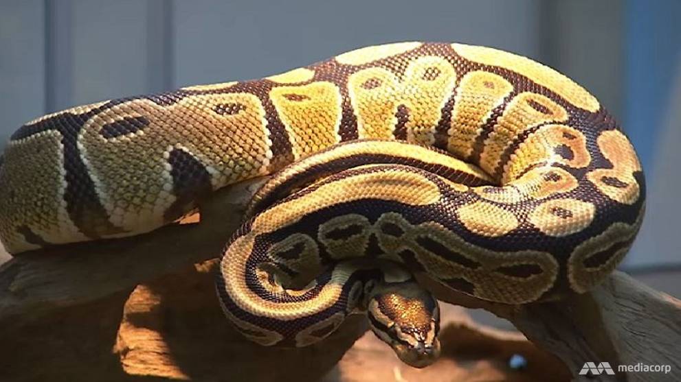 More than 100 cases of people dealing with illegal exotic pets since 2013: AVA