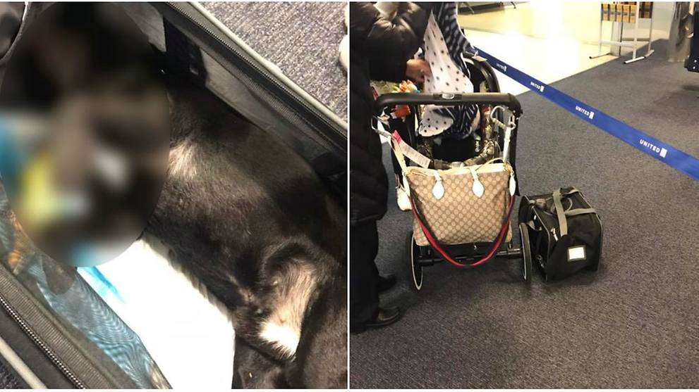 Dog dies on United Airlines flight after being forced into overhead bin