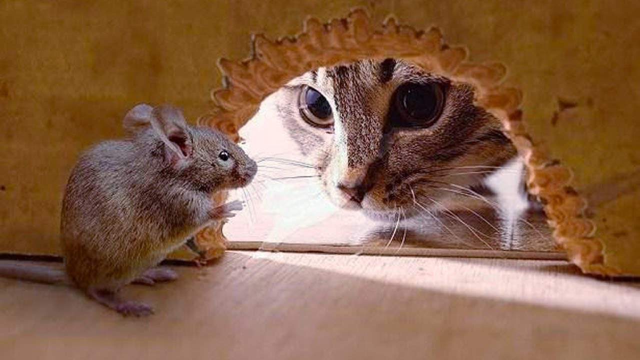 Funniest Cats Vs Mouse Tom and Jerry Real Life | Funny Babies and Pets
