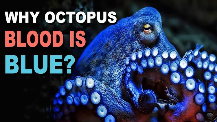Why is octopus blood blue? | Nestia