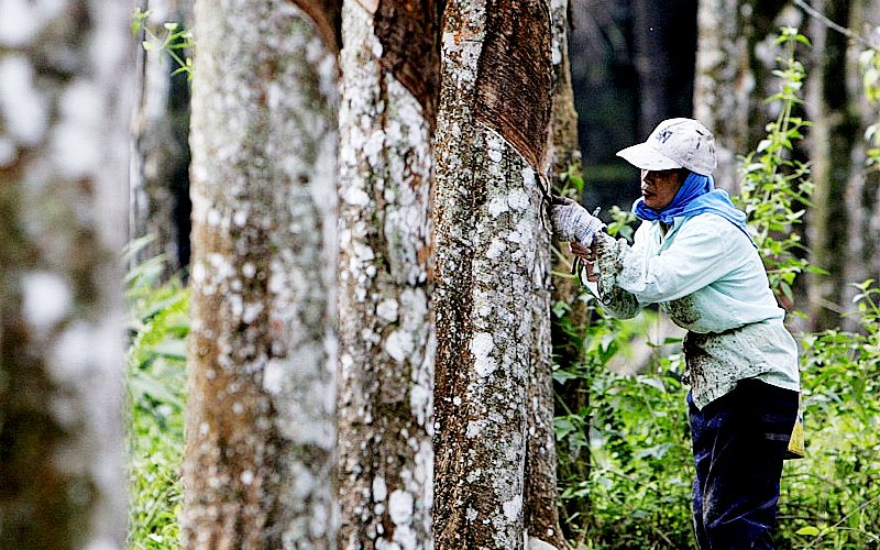 Unequal gas prices to blame, minister says on Sabah smallholders earning less