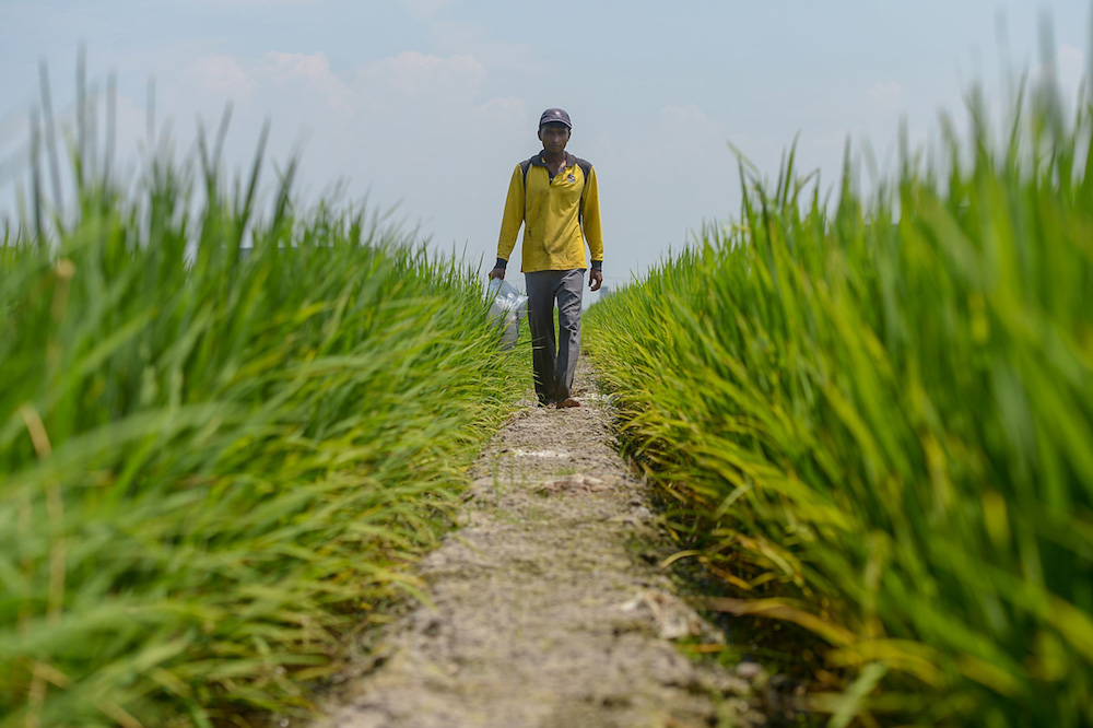 Fama to establish middlemen register next year