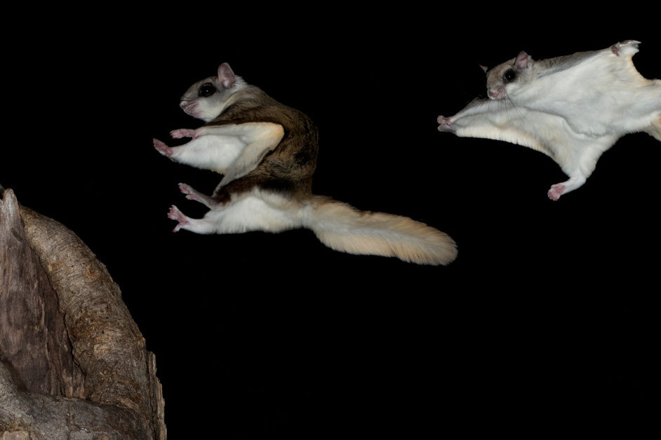 I Was TodayYearsOld When I Found Out Flying Squirrels Glow Pretty