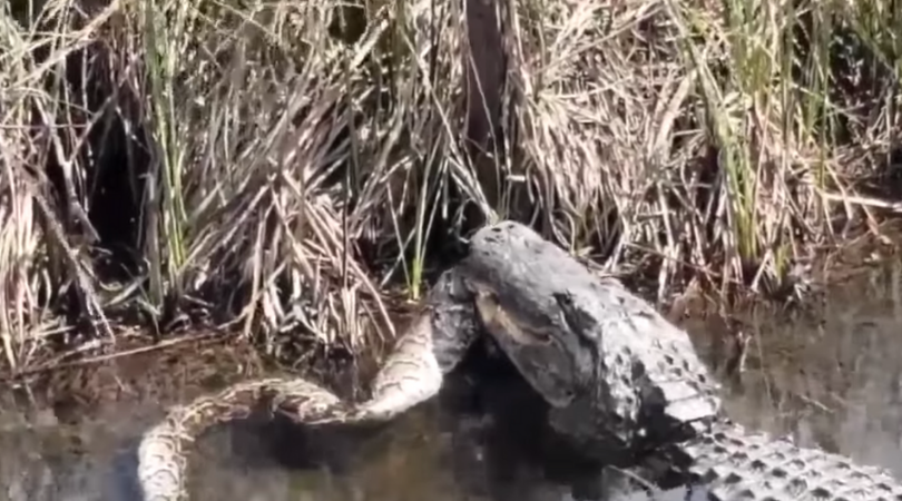 Video of a monster gator eating a Giant python a reminder that nature is terrifying