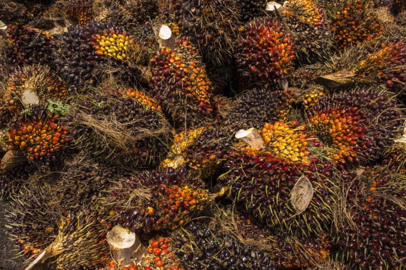 87.1pc of areas under oil palm cultivation in Malaysia have achieved MSPO certification