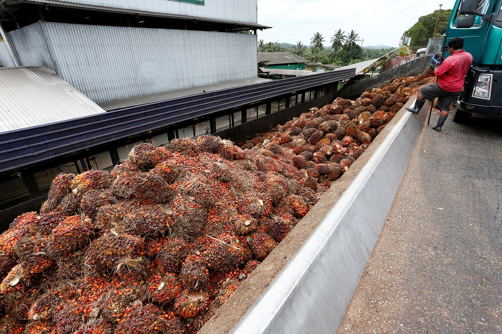 Oil palm price higher under Pakatan govt, says Johor MB