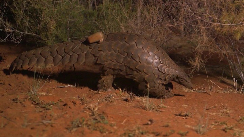 China removes pangolin scales from traditional medicine list, helping protect world's most trafficked mammal