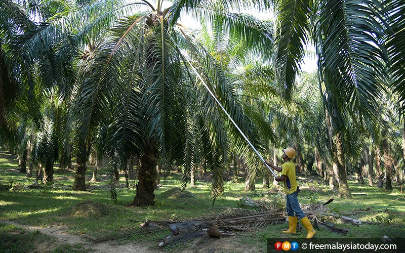 Indian buyers slash Malaysian palm oil orders, say traders