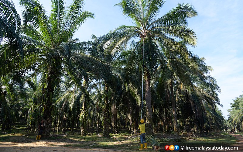 RSPO ready to publish oil palm plantation maps ‘within days’