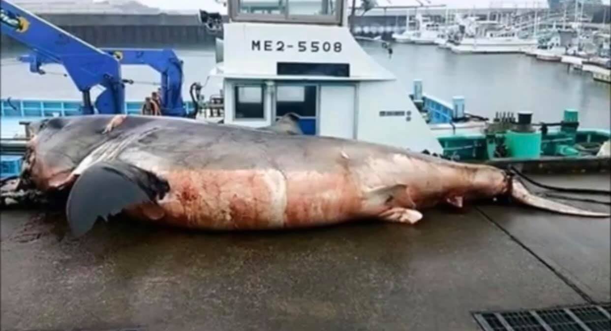 Fishermen Find Absolutely Monster Great White Shark In Waters Off Japan