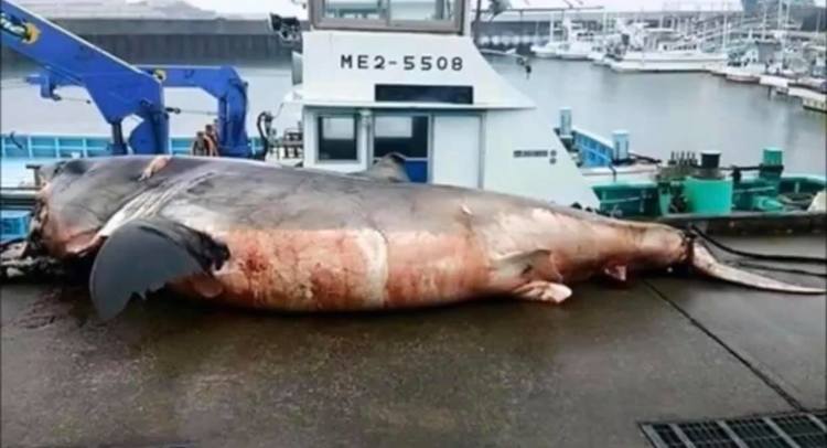 Fishermen Find Absolutely Monster Great White Shark In Waters Off Japan ...