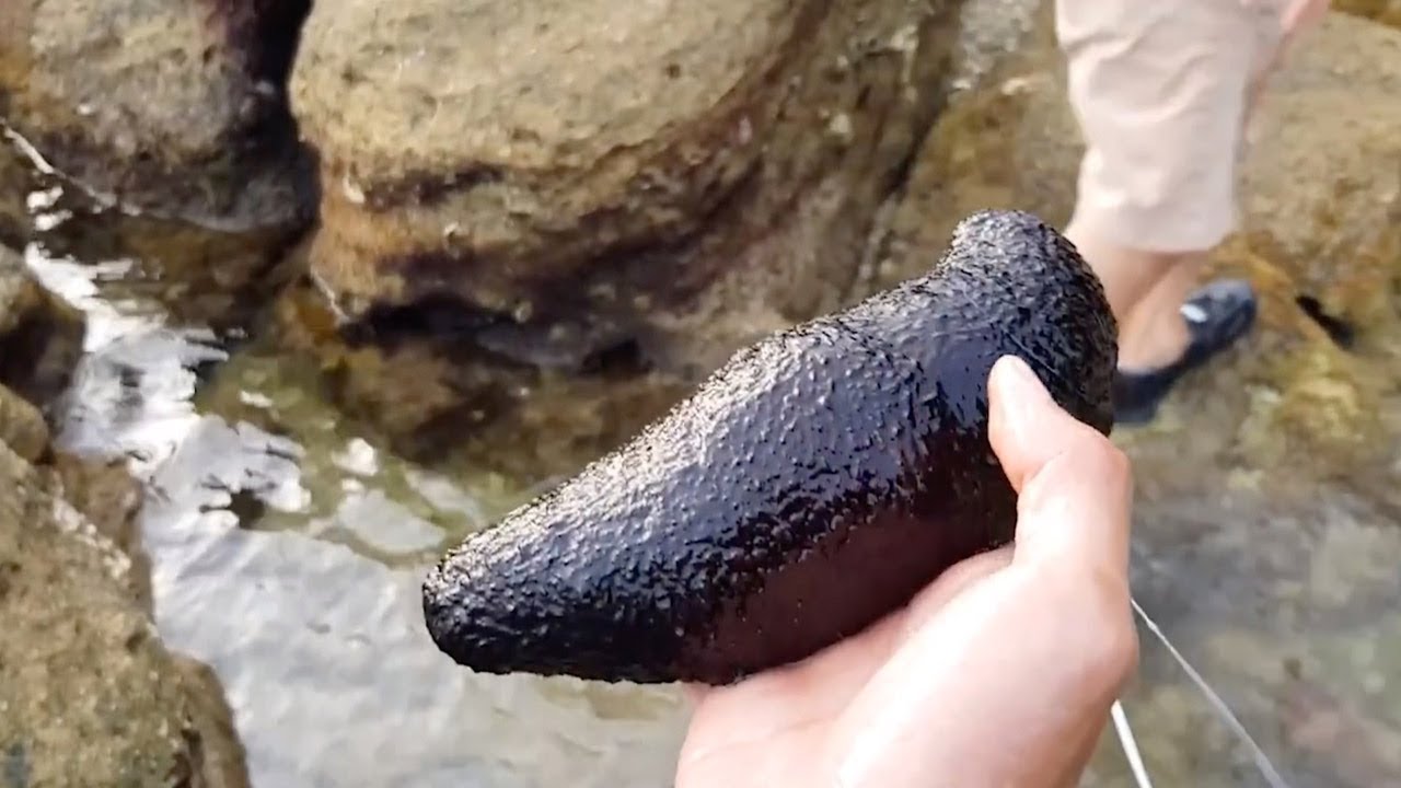 Giant Sea Cucumber Pees On People