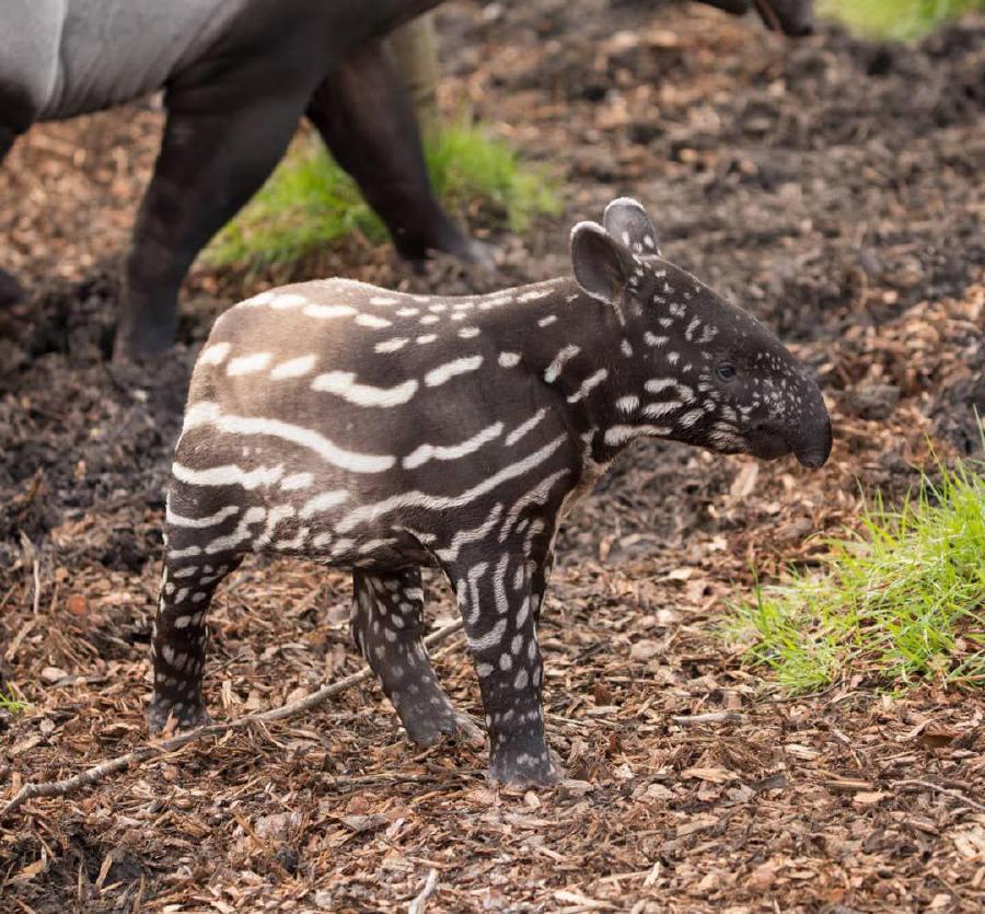 Rare Malayan tapir Megat at Edinburgh Zoo dies