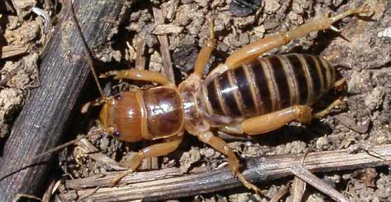 Does a Potato Bug Bite? All the Facts about Potato Bug (Jerusalem Cricket) – Is it Poisonous, Pictures and More