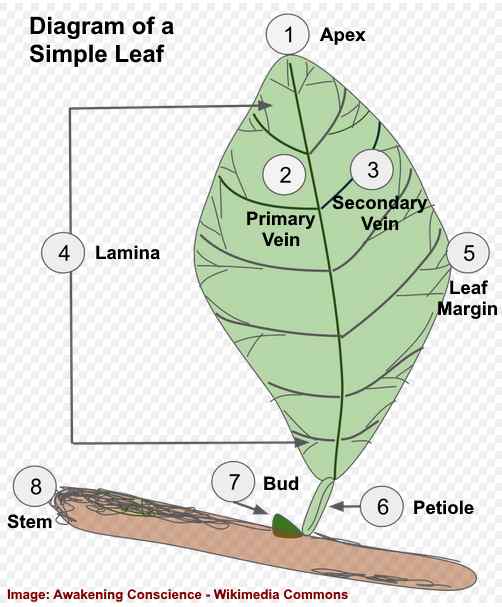 Parts of Flower and Plant (Pitsil, Sepal, Stamen and More)