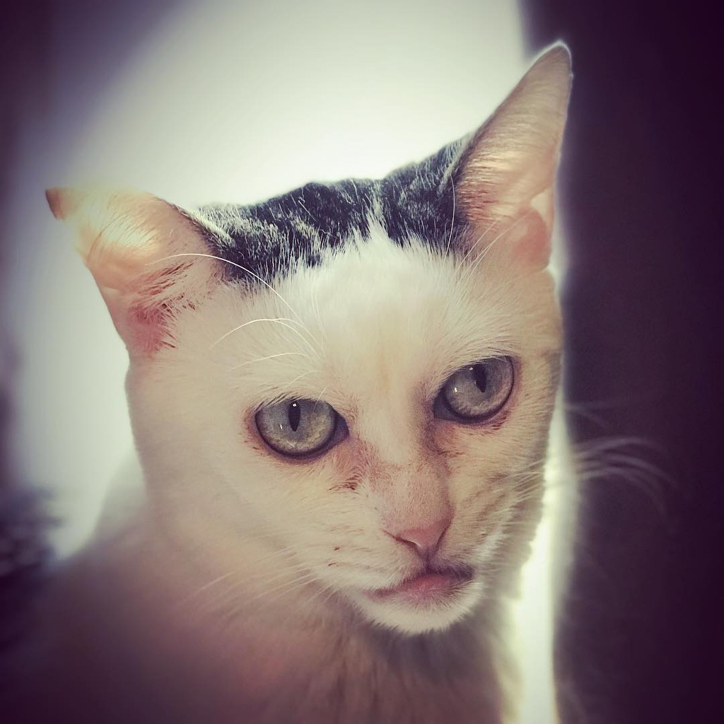 Woman's Cat Looks Exactly Like Steve Buscemi