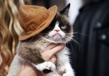 Grumpy cat, whose scowl launched a million memes, dies age 7