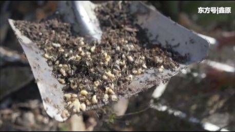 加州把蚂蚁幼虫当顶级食材，当地主厨称：堪比鱼子酱，限量供应！