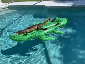 This Viral Photo Of An Actual Alligator Chilling On An Inflatable Alligator In Someone’s Pool Is So Florida It Hurts