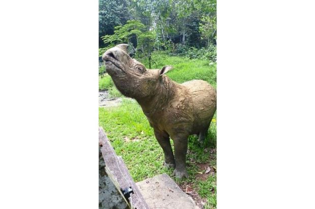 Sumatran rhino Tam living out his final days