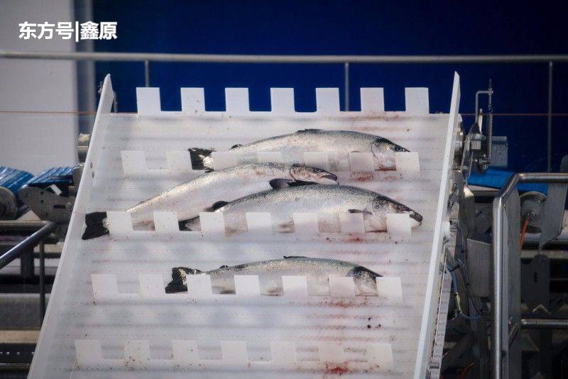 触目惊心！气温飙升致海藻繁殖失控，挪威800万条马哈鱼死亡！