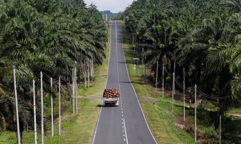 In Malaysia, rat-eating macaques turn unlikely saviour for palm crops