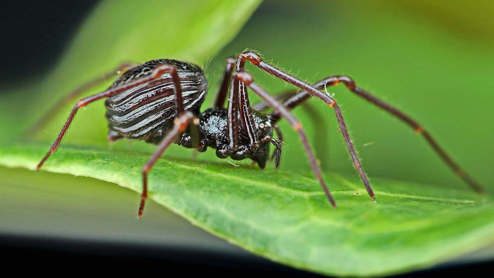 40 species potentially new to Singapore discovered in Bukit Timah Nature Reserve survey