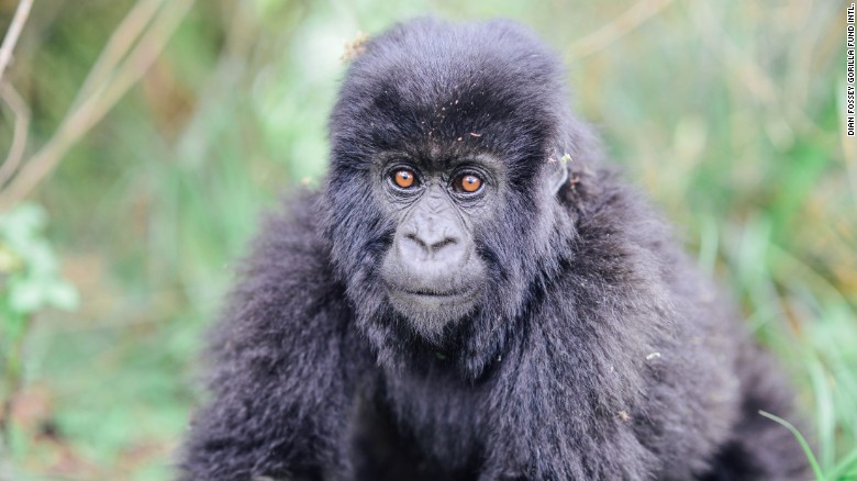 The last of the 'Gorillas in the Mist' is presumed dead