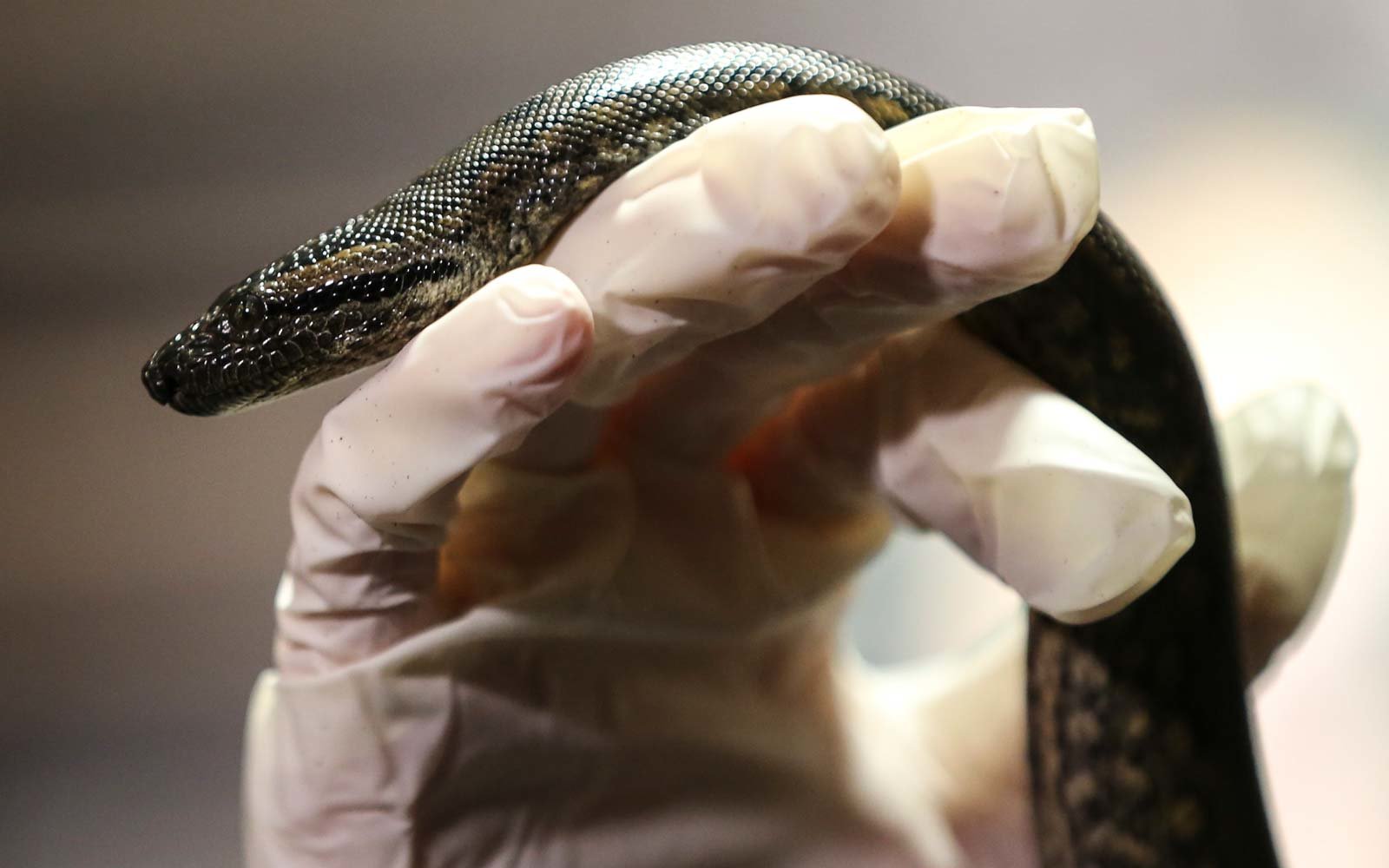 Anaconda Living in All-female Snake Exhibit Gives Birth to Two Babies at New England Aquarium