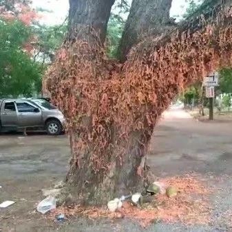 芭提雅寺庙内古树挂满许愿绳遭投诉