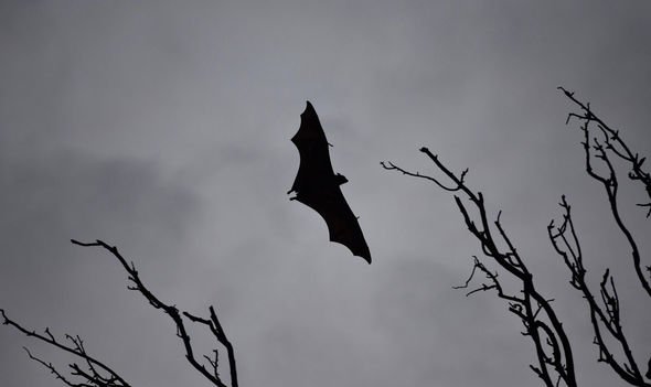 Nipah virus precautions: Kerala on ALERT as man infected - where has Nipah virus SPREAD?