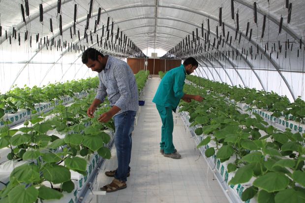 With cows, chickens and greenhouses, Qatar takes on regional boycott
