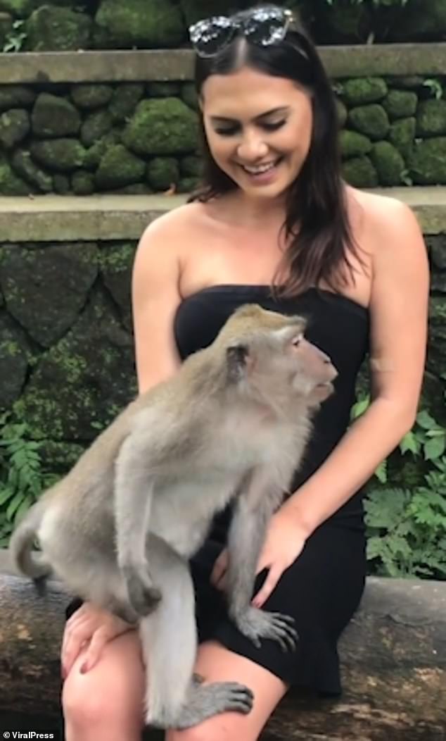 Cheeky monkey! Naughty animal pulls down tourist’s dress and exposes her underwear during Bali holiday