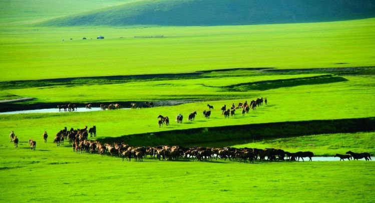 为什么当年红军过草地那么艰难？专家：草地可不是草原
