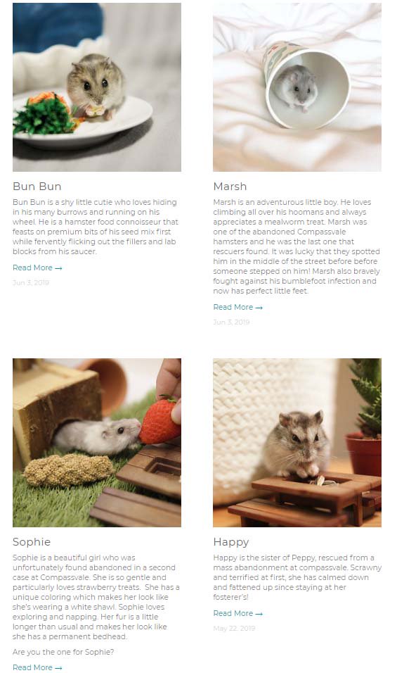 Hamster society Singapore stops hamsters from being abused; over 8 hamsters up for adoption