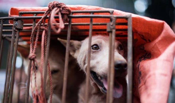 Dog Meat Festival: Fury ahead of sick event where dogs are tortured ‘to make meat tastier’