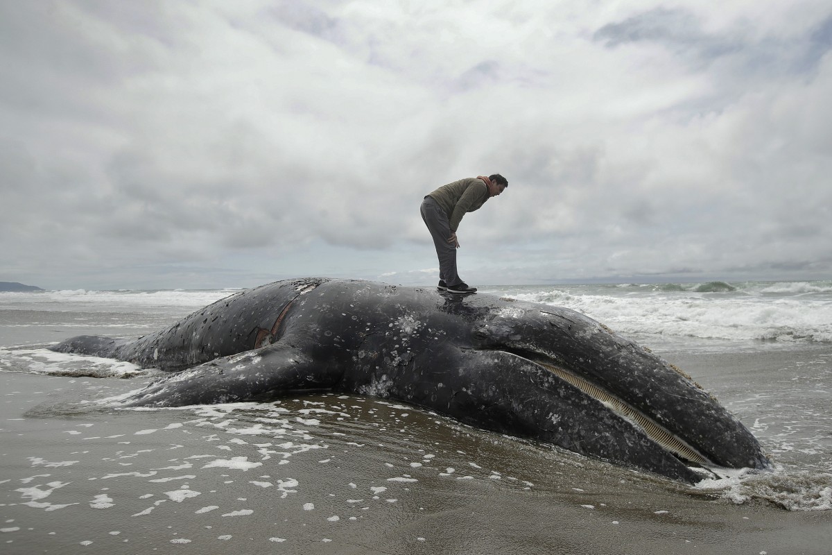 Out of space to put dead grey whales washing ashore, US authorities ask waterfront landowners to take them