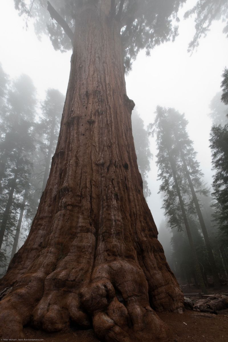 Real-life truffula tree said to have inspired 'the lorax' by dr. Seuss falls
