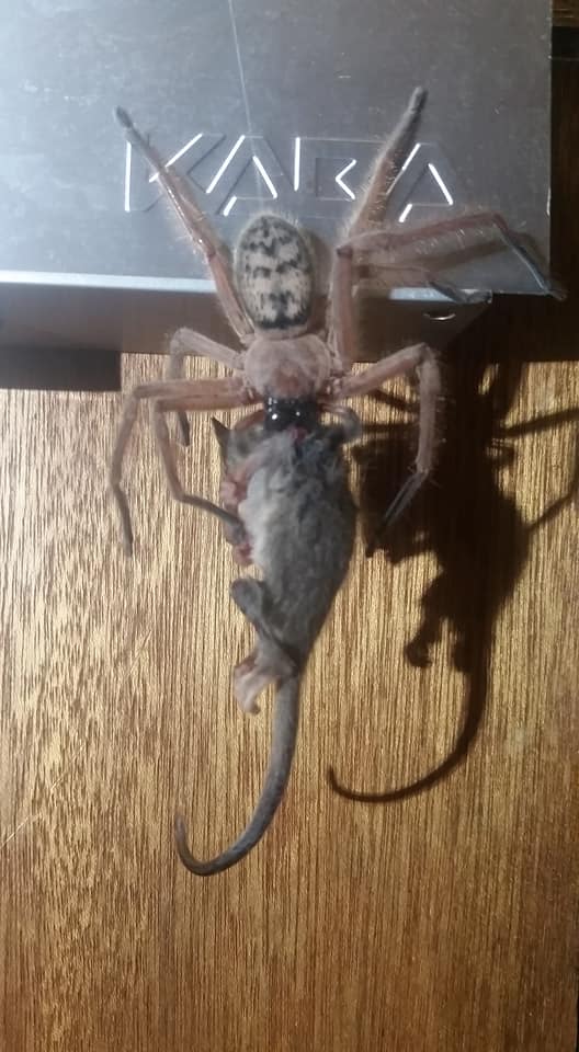 ​Aussie Couple Find Huntsman Spider Eating Pygmy Possum