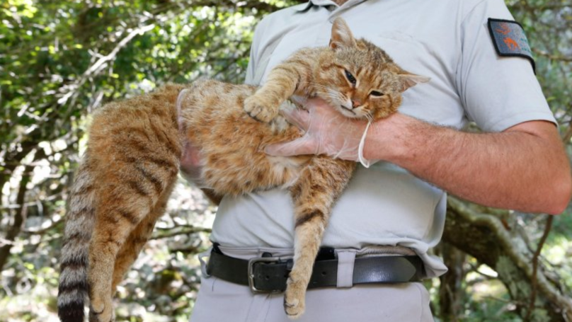 New Species Of Cat Discovered On Mediterranean Island Of Corsica