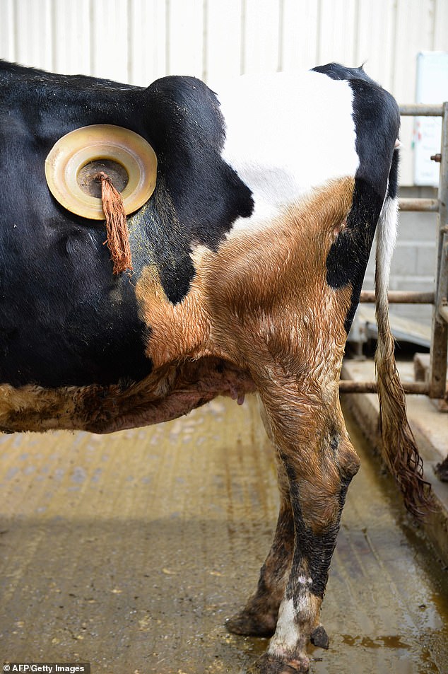 Undercover footage shows cows fitted with 'portholes' into their stomachs at French research facility so scientists can study their digestion, as activists call for the practice to be banned