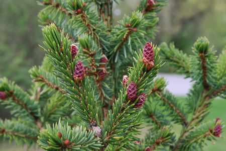 15 Small or Dwarf Evergreen Trees For Your Garden